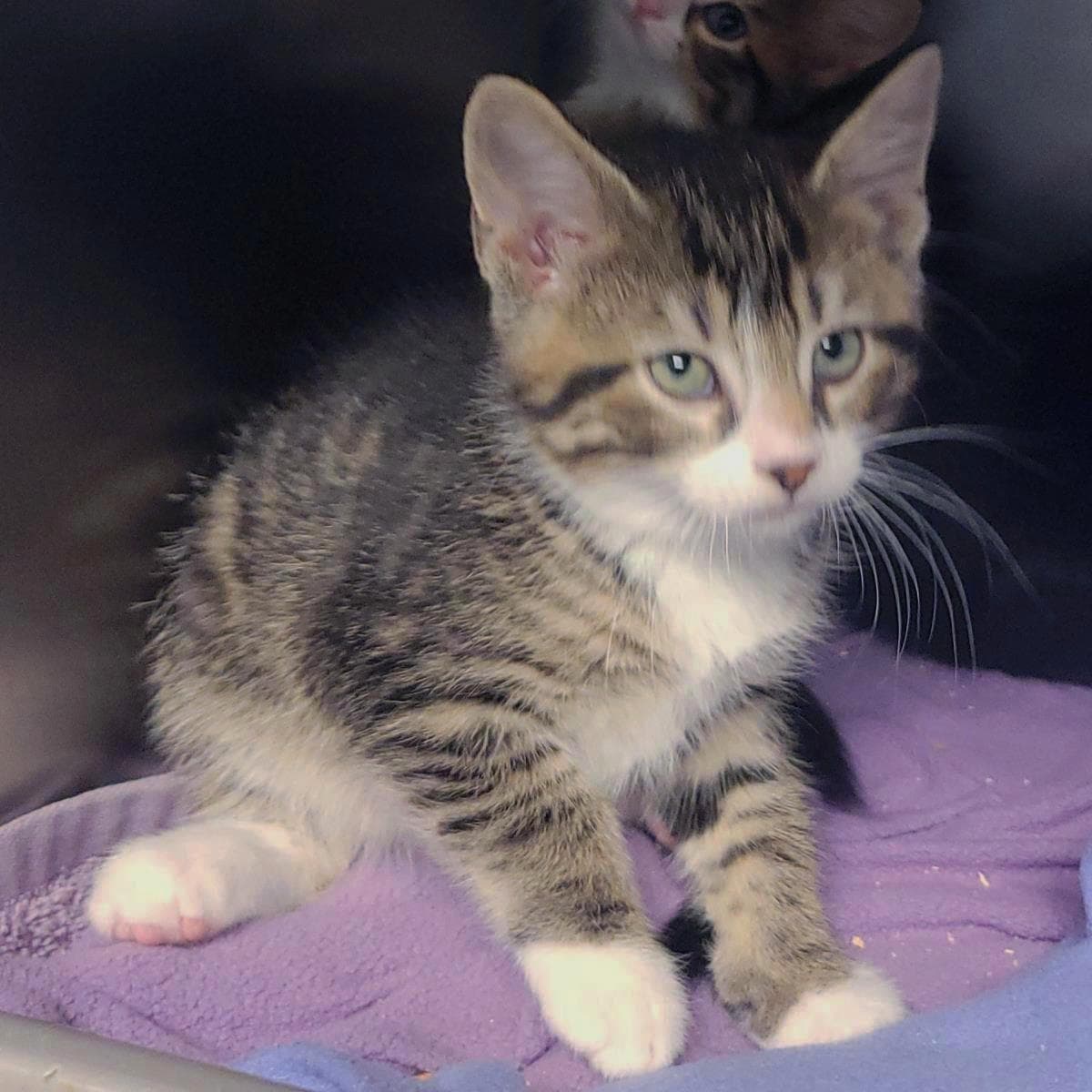 Huey - Domestic Short Hair