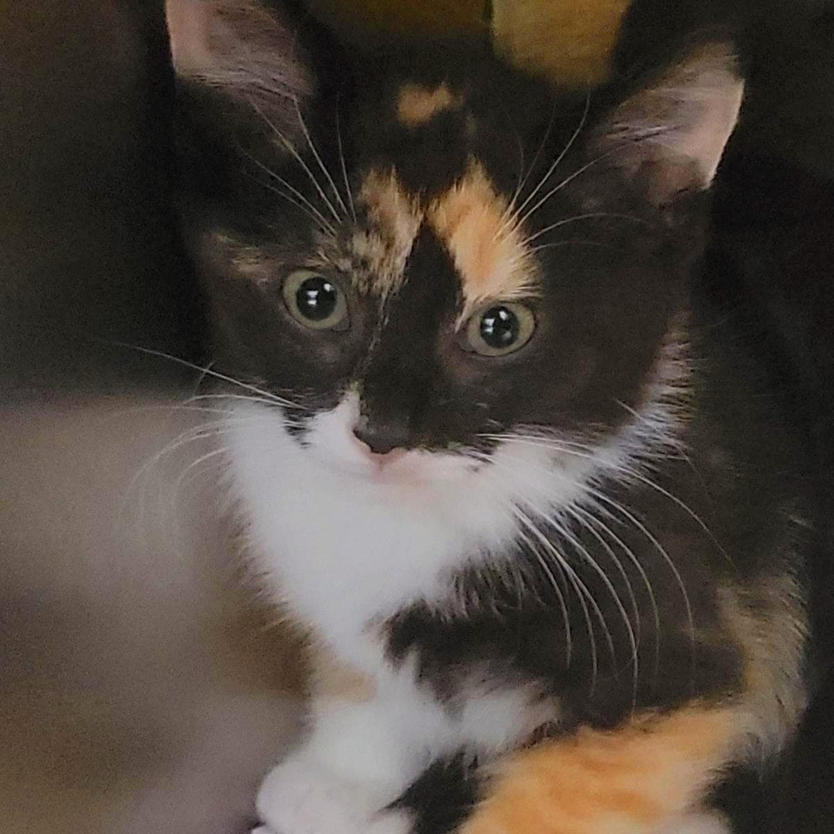 Magma - Domestic Short Hair