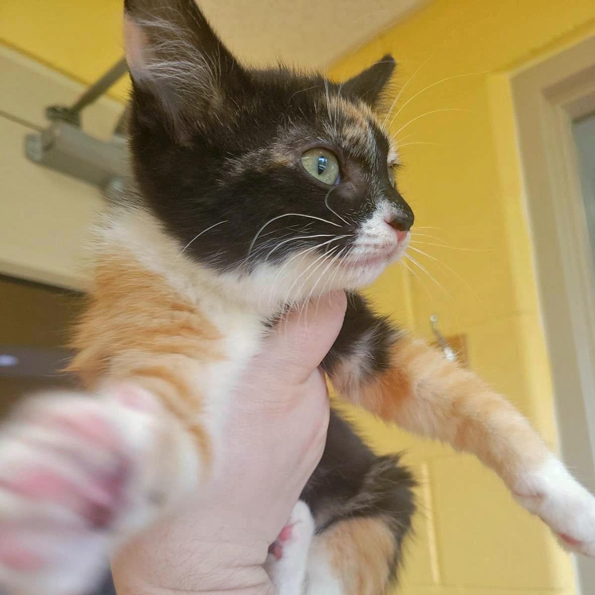 Magma - Domestic Short Hair