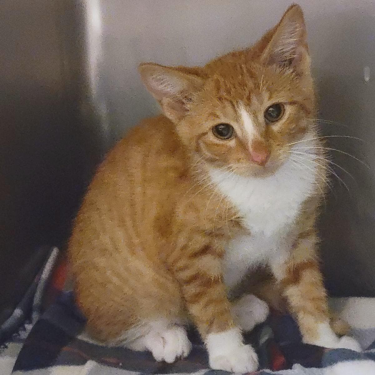 Captain Ameowica - Domestic Short Hair