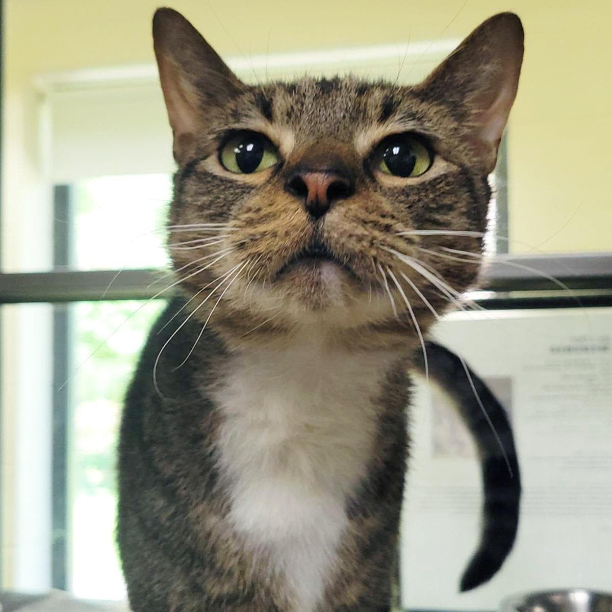 Jim - Domestic Short Hair
