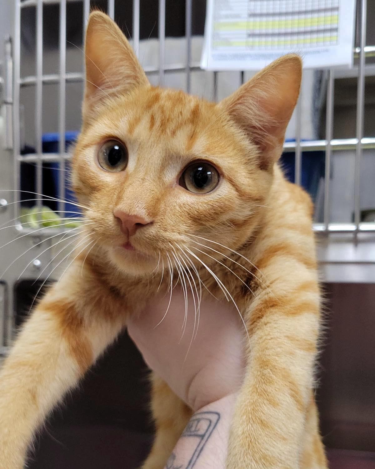 Wellington - Domestic Short Hair