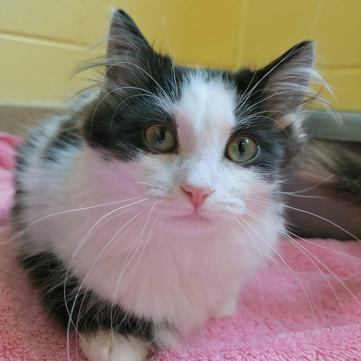 Moraine - Domestic Short Hair