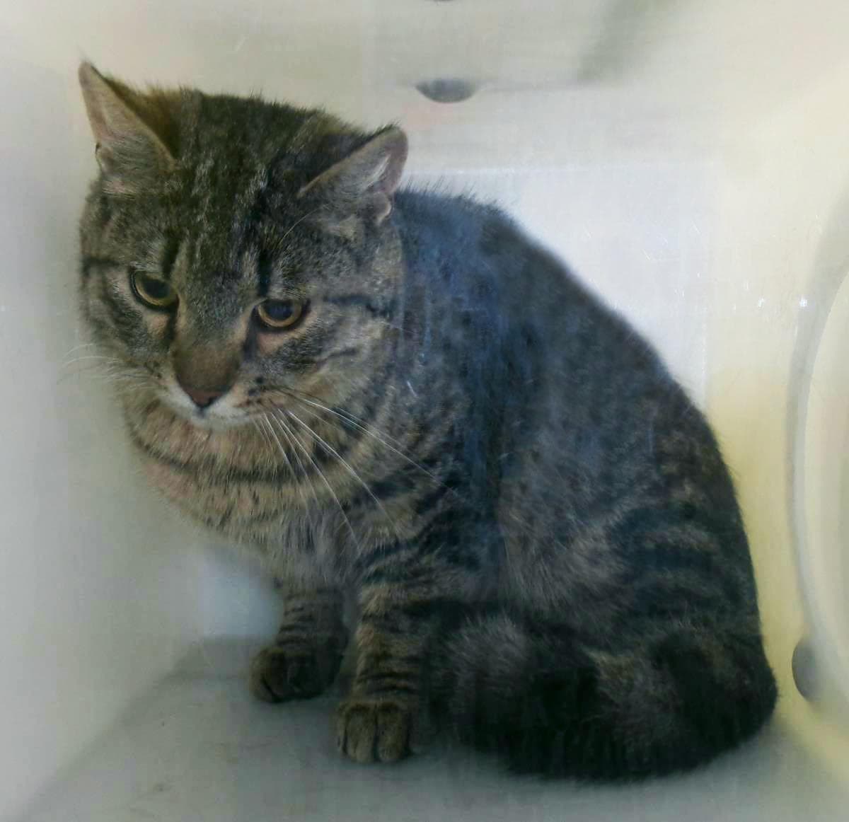 Buford Working Cat - Domestic Short Hair