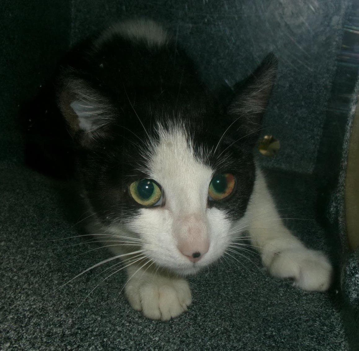 Beef Eater Working Cat - Domestic Short Hair