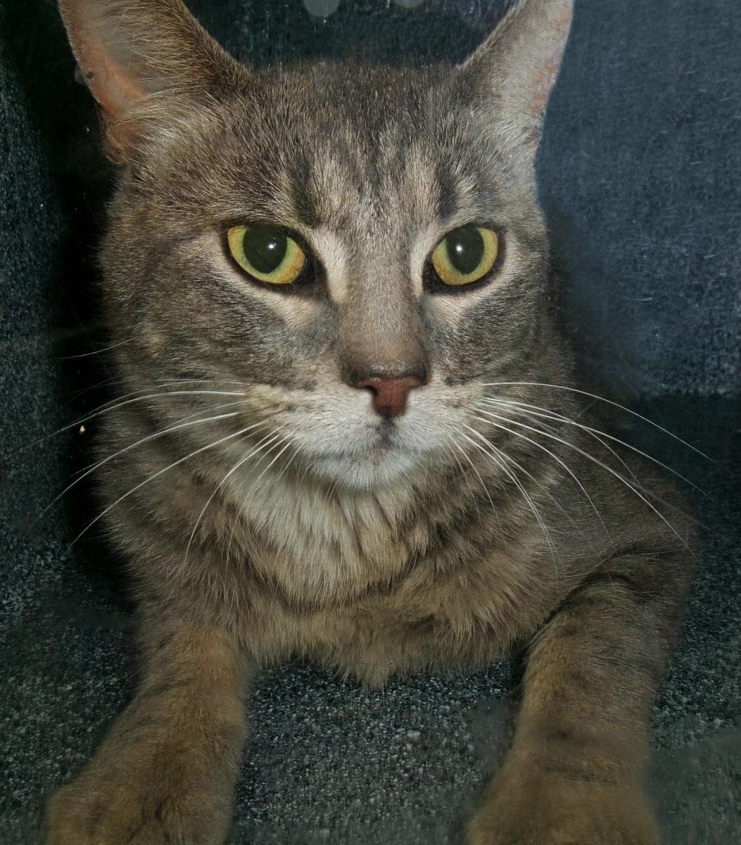Snorlax Working Cat - Domestic Short Hair