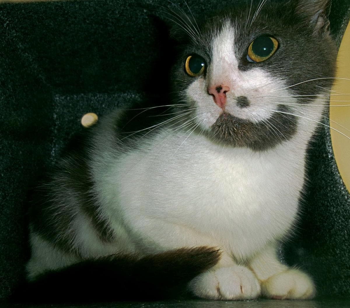 Greased Lightning Working Cat - Domestic Short Hair