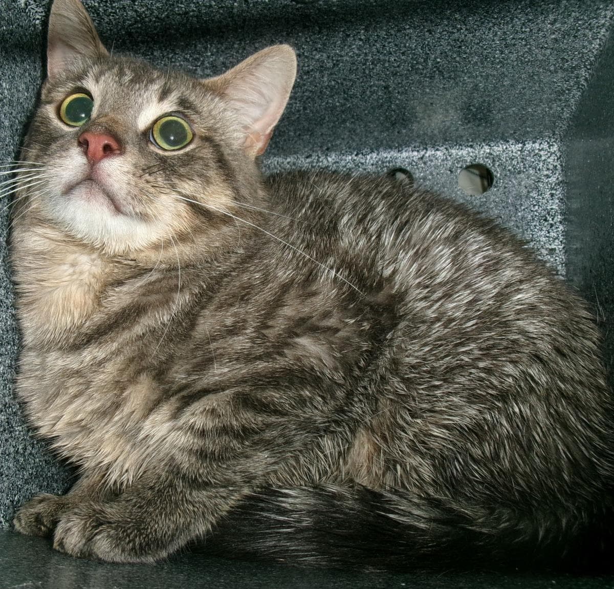 Anarchy Working Cat - Domestic Short Hair
