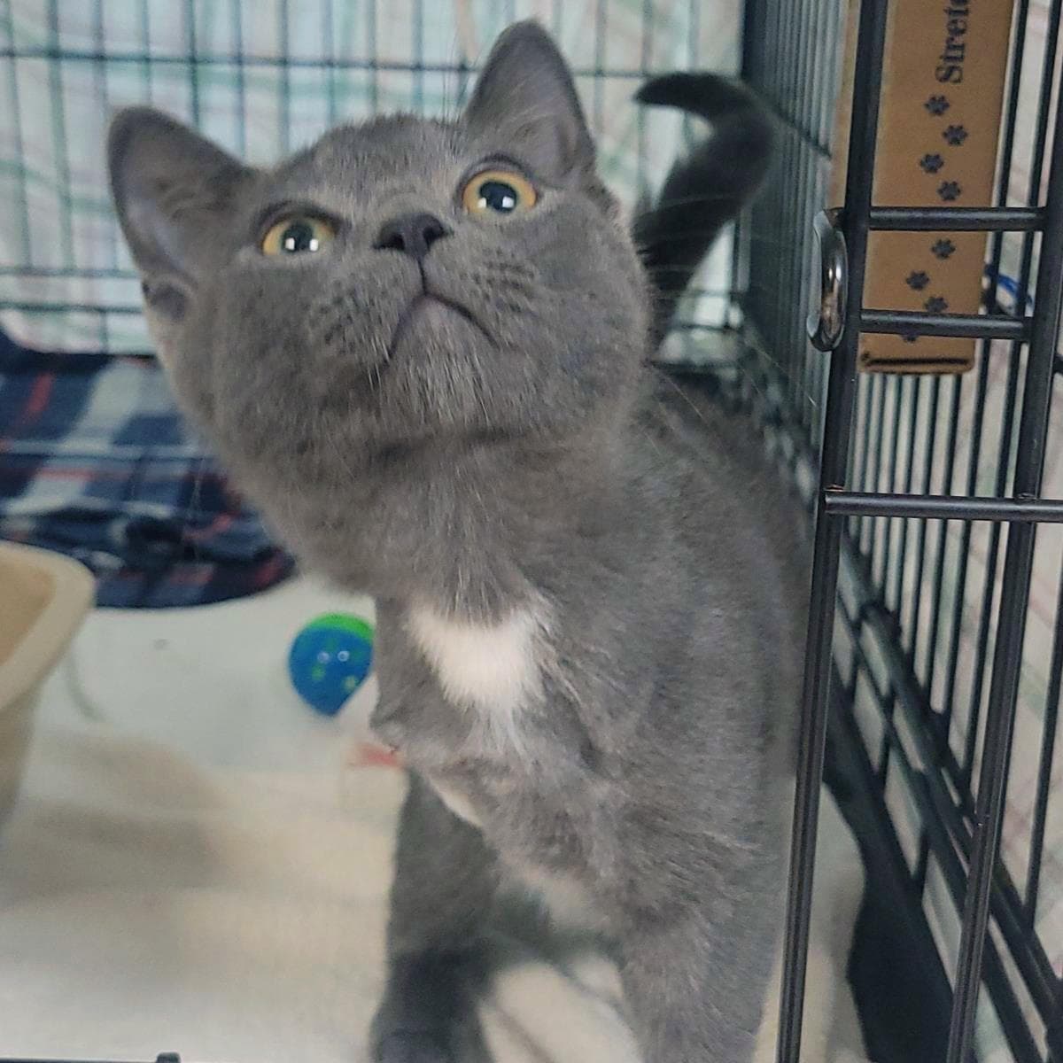 Beaker - Domestic Short Hair