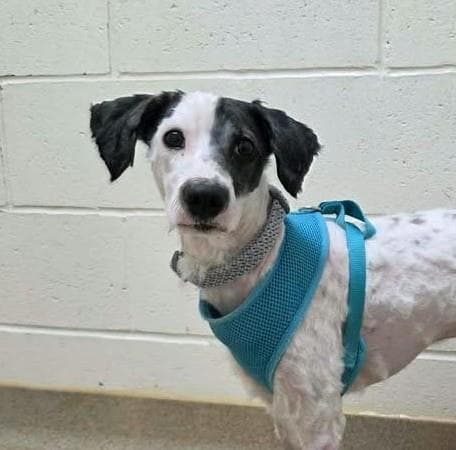 Patches Hspc Daniel - Poodle (Miniature)