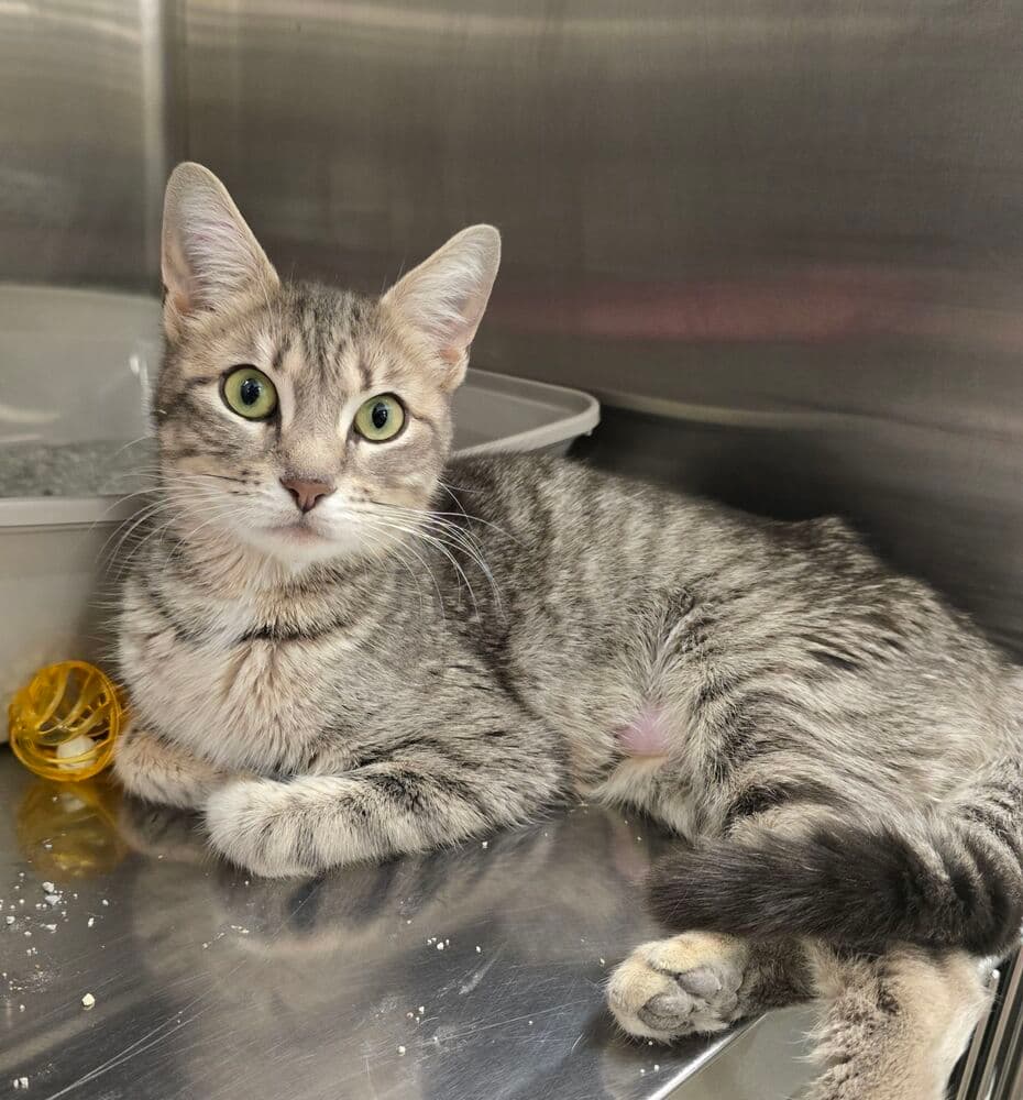 Lily - Domestic Short Hair