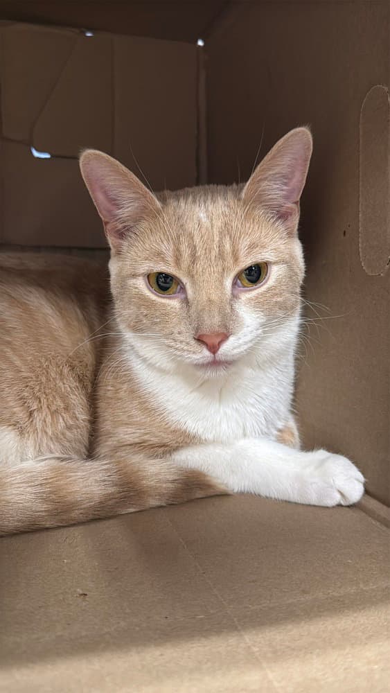 Hansel - Domestic Short Hair