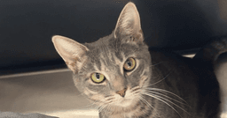 Libby image 1