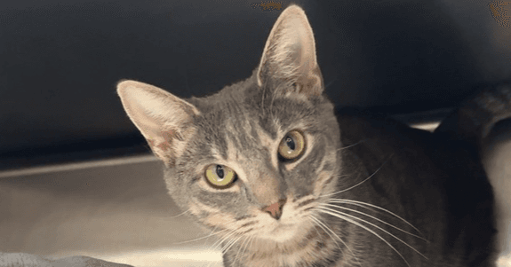 Libby - Domestic Short Hair