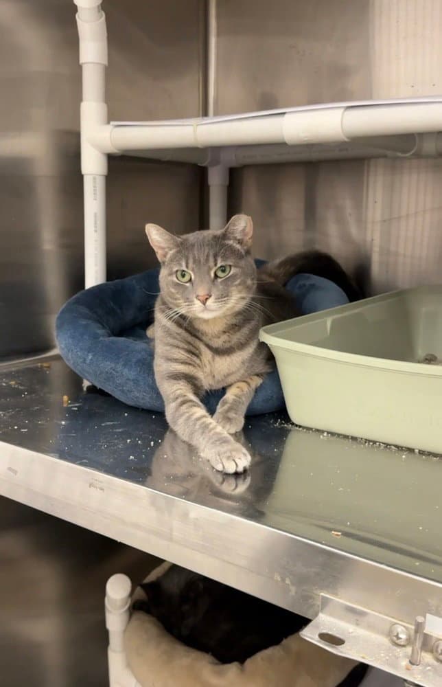 Bubbles - Domestic Short Hair