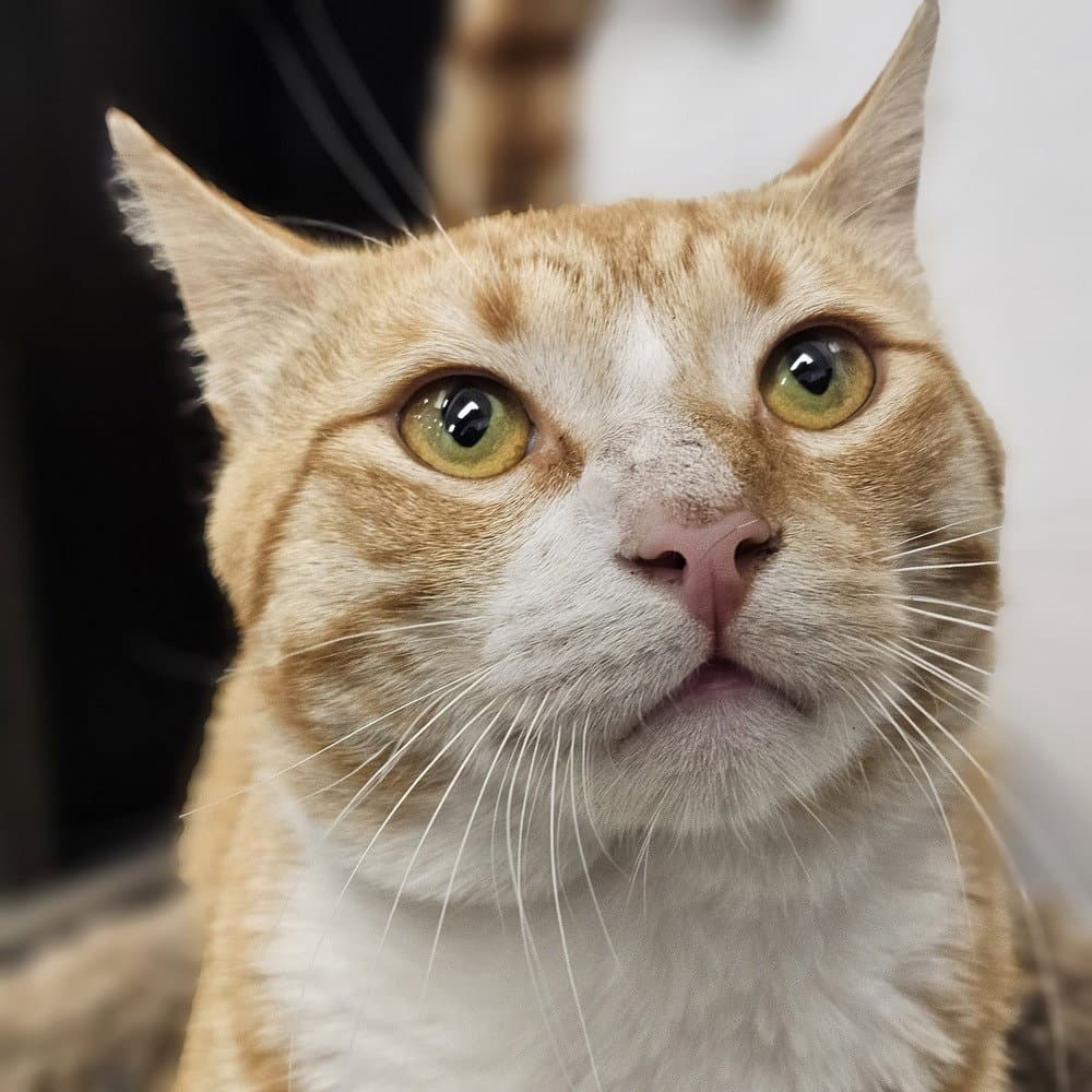Biscuit - Domestic Short Hair