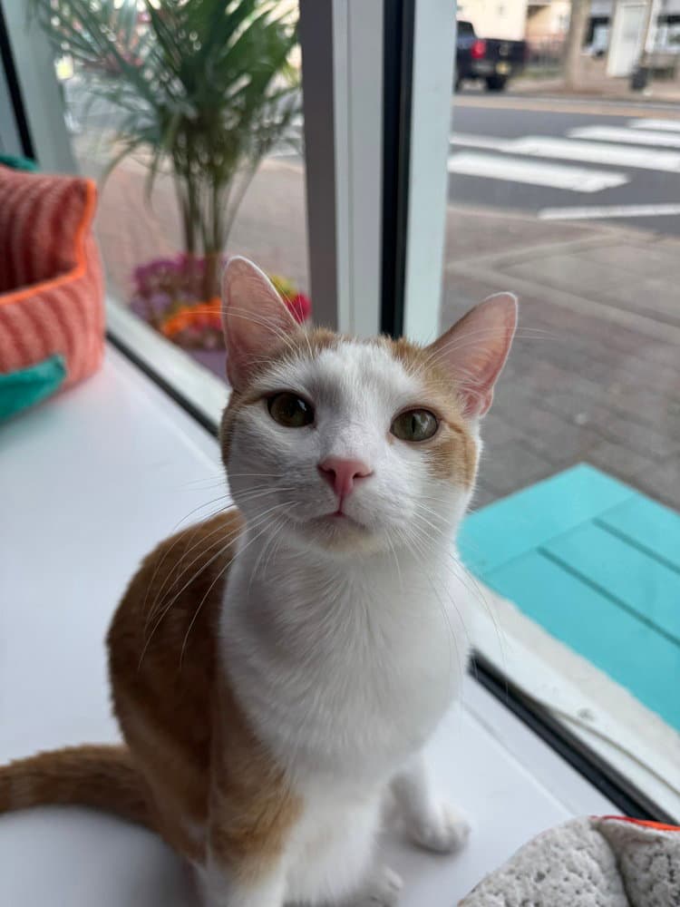 Prince - Domestic Short Hair
