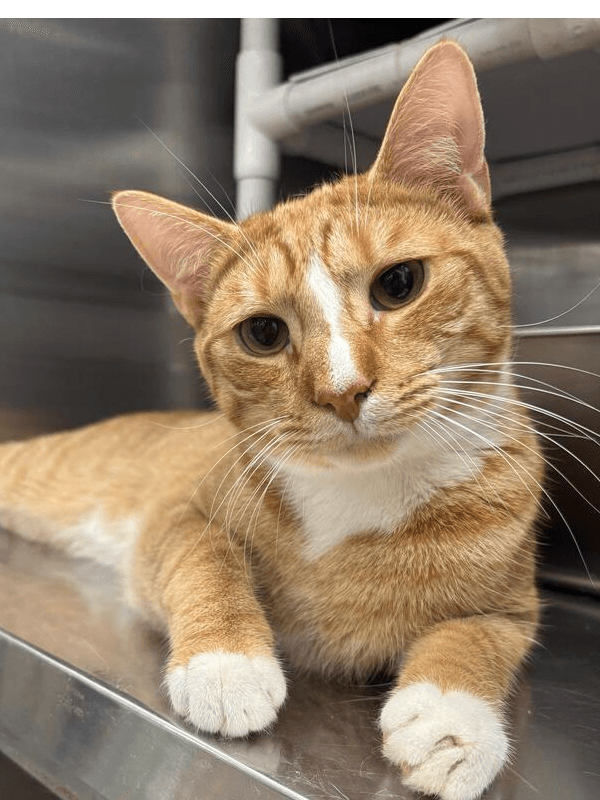 Honey - Domestic Short Hair