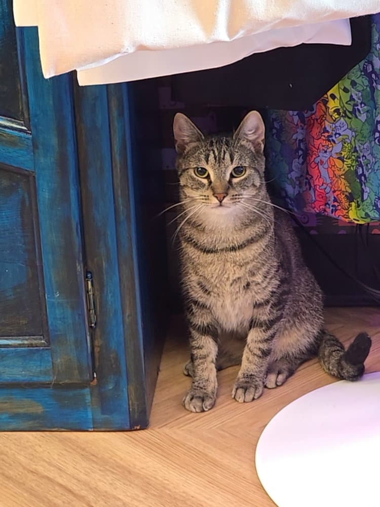 Aladdin - Domestic Short Hair