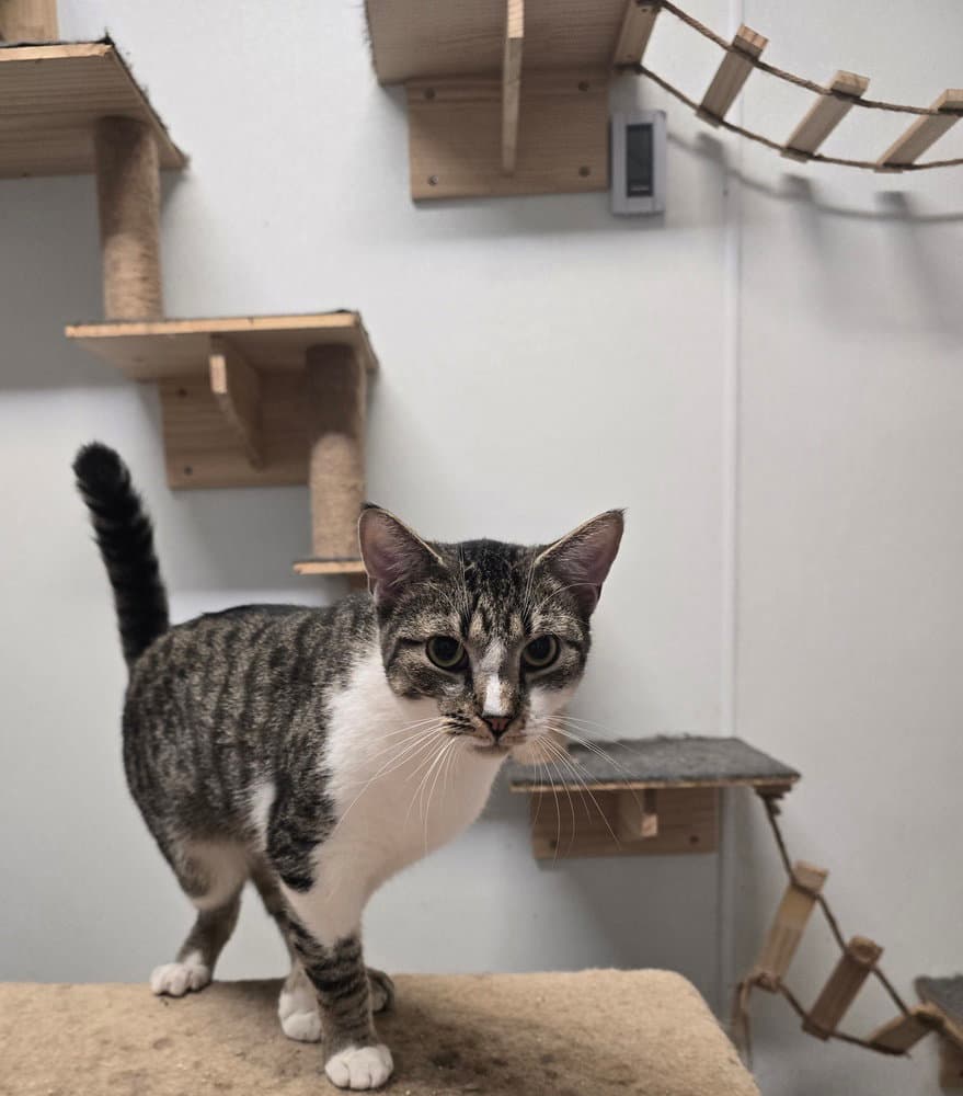 Gouda - Domestic Short Hair