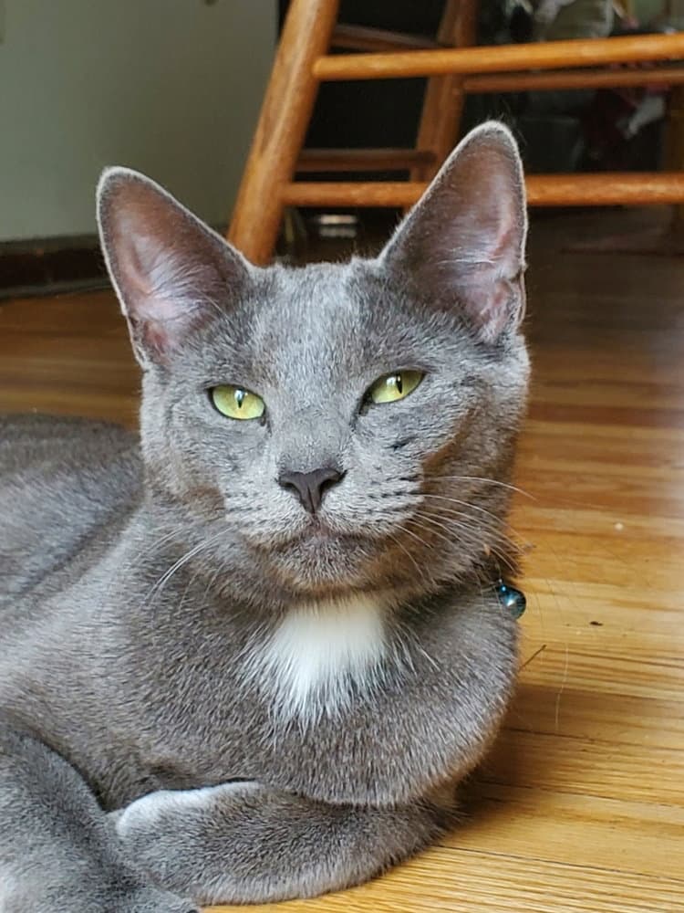 Stander - Russian Blue