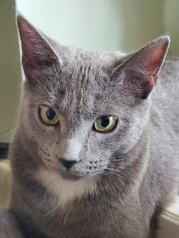 Pepper image 1