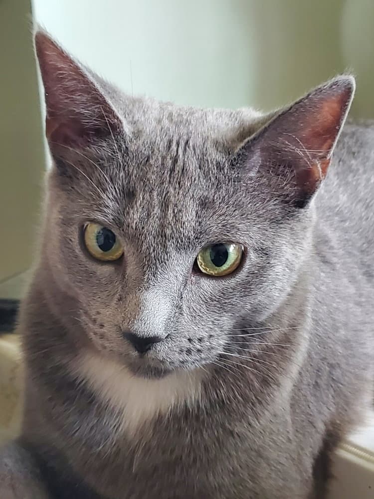 Pepper - Russian Blue