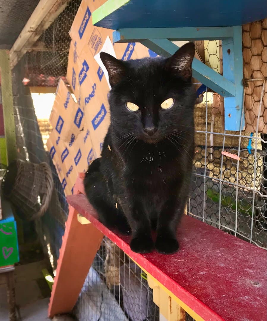 Inkspot - Domestic Short Hair