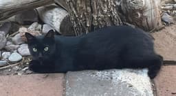 Inkspot image 2