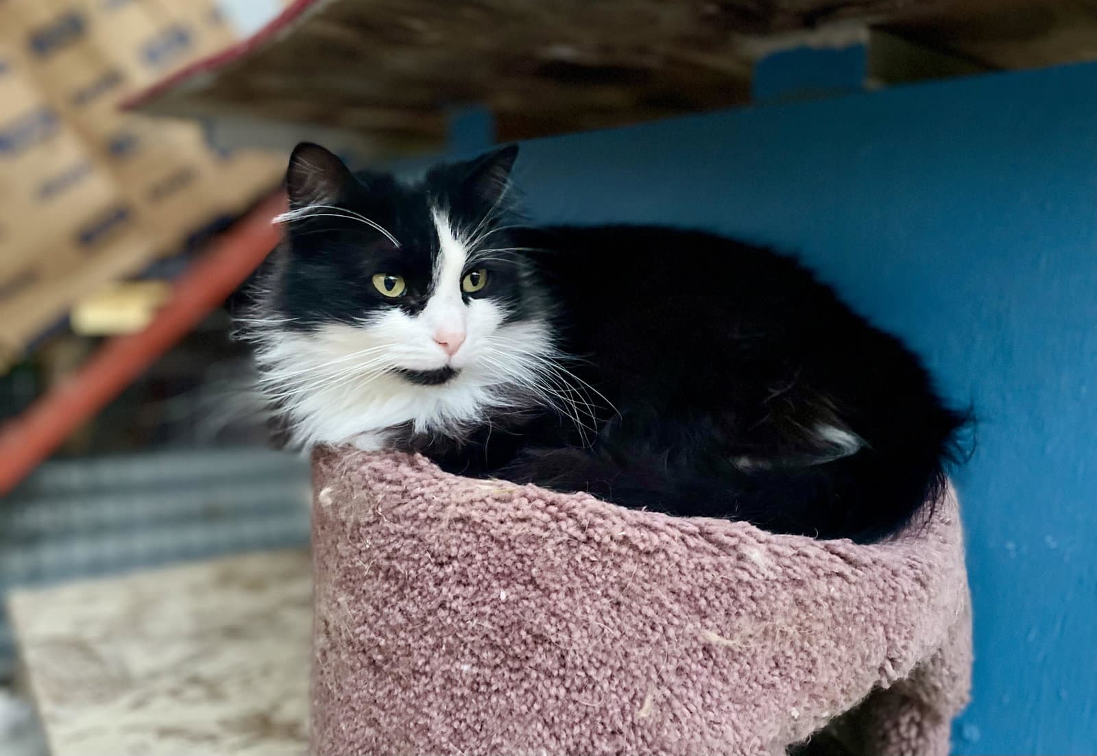 Bailey - Tuxedo