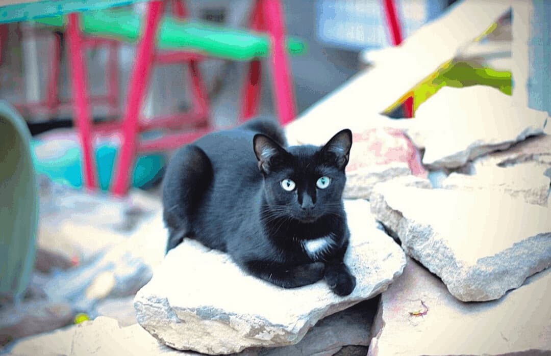 Cupcake - Domestic Short Hair