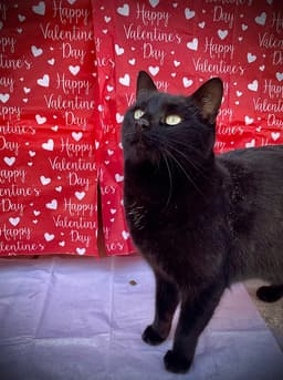 Puddy Cat image 1