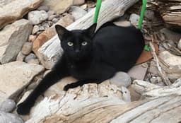 Puddy Cat image 3