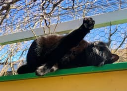 Puddy Cat image 4