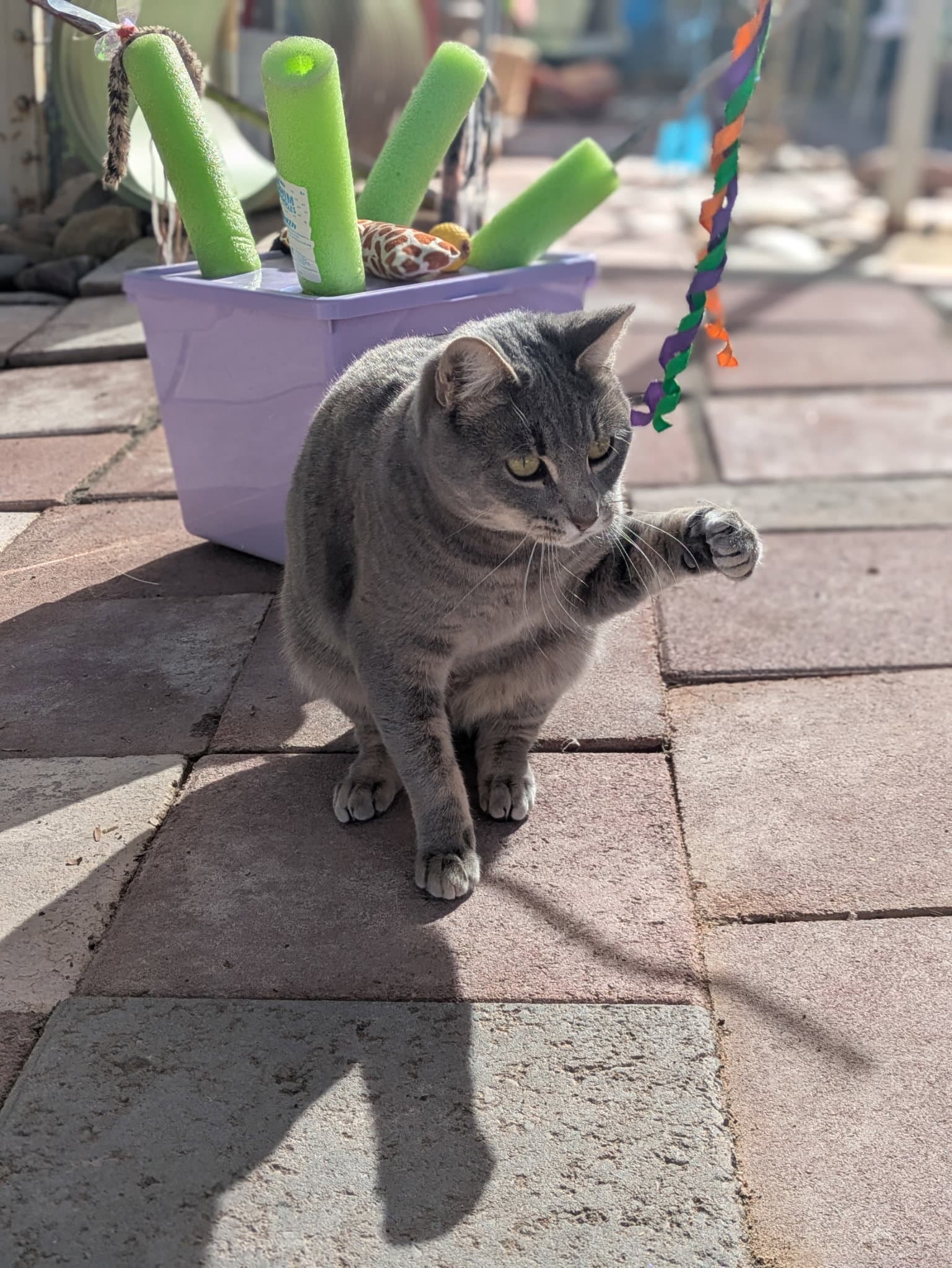 Shadow - Domestic Short Hair
