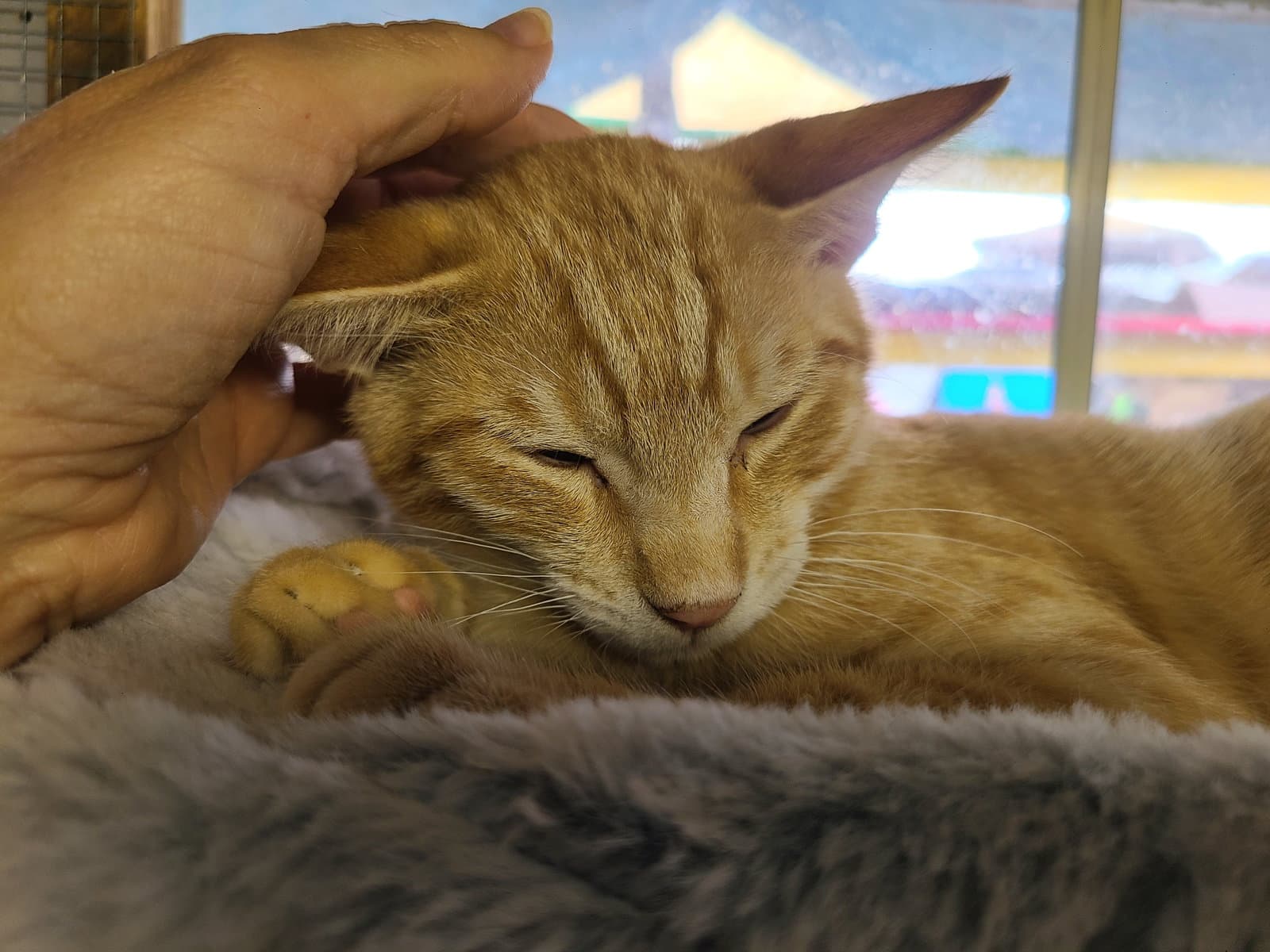 Freddy - Domestic Short Hair