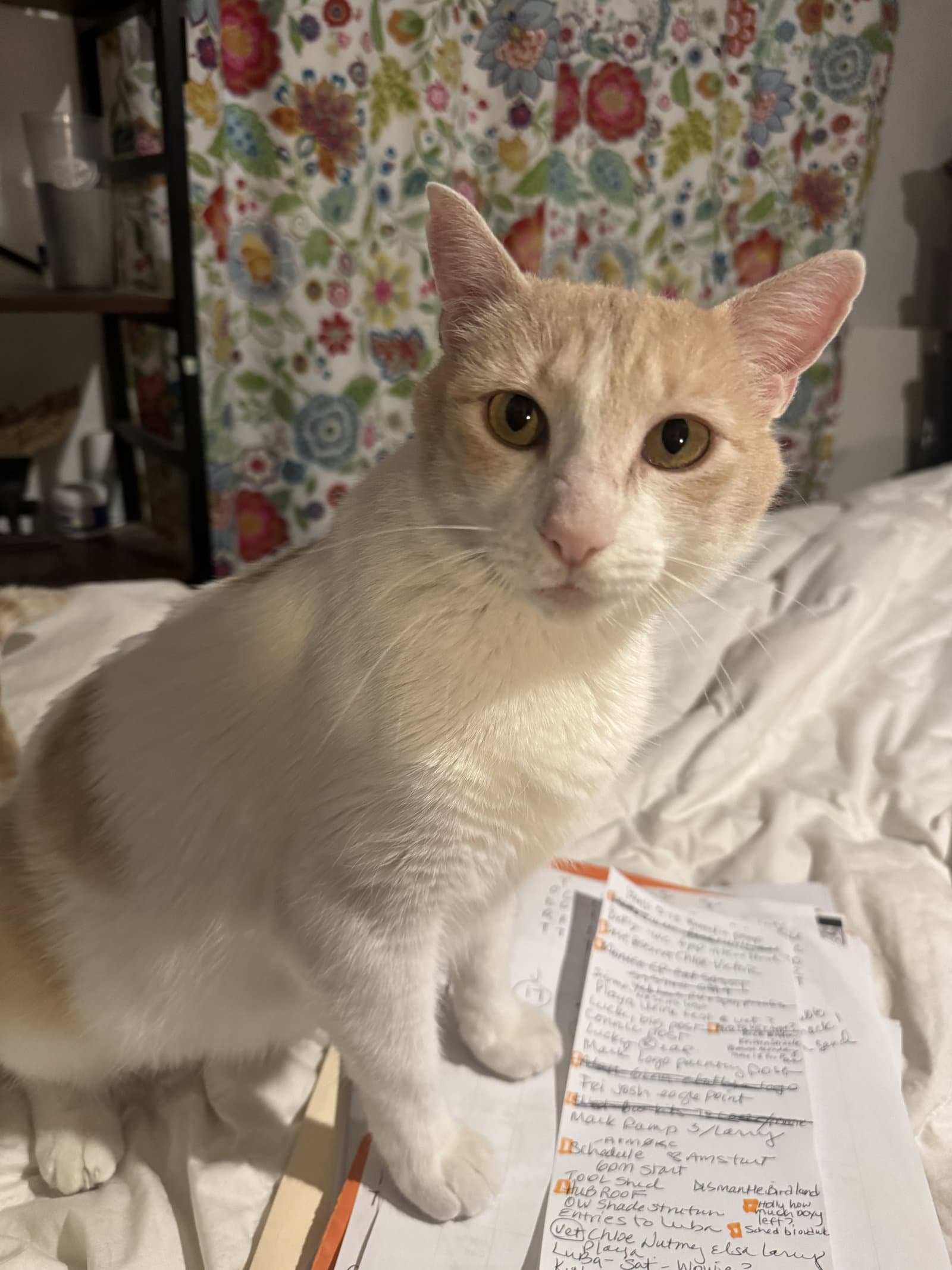 Elsa - Domestic Short Hair