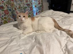 Elsa image 2