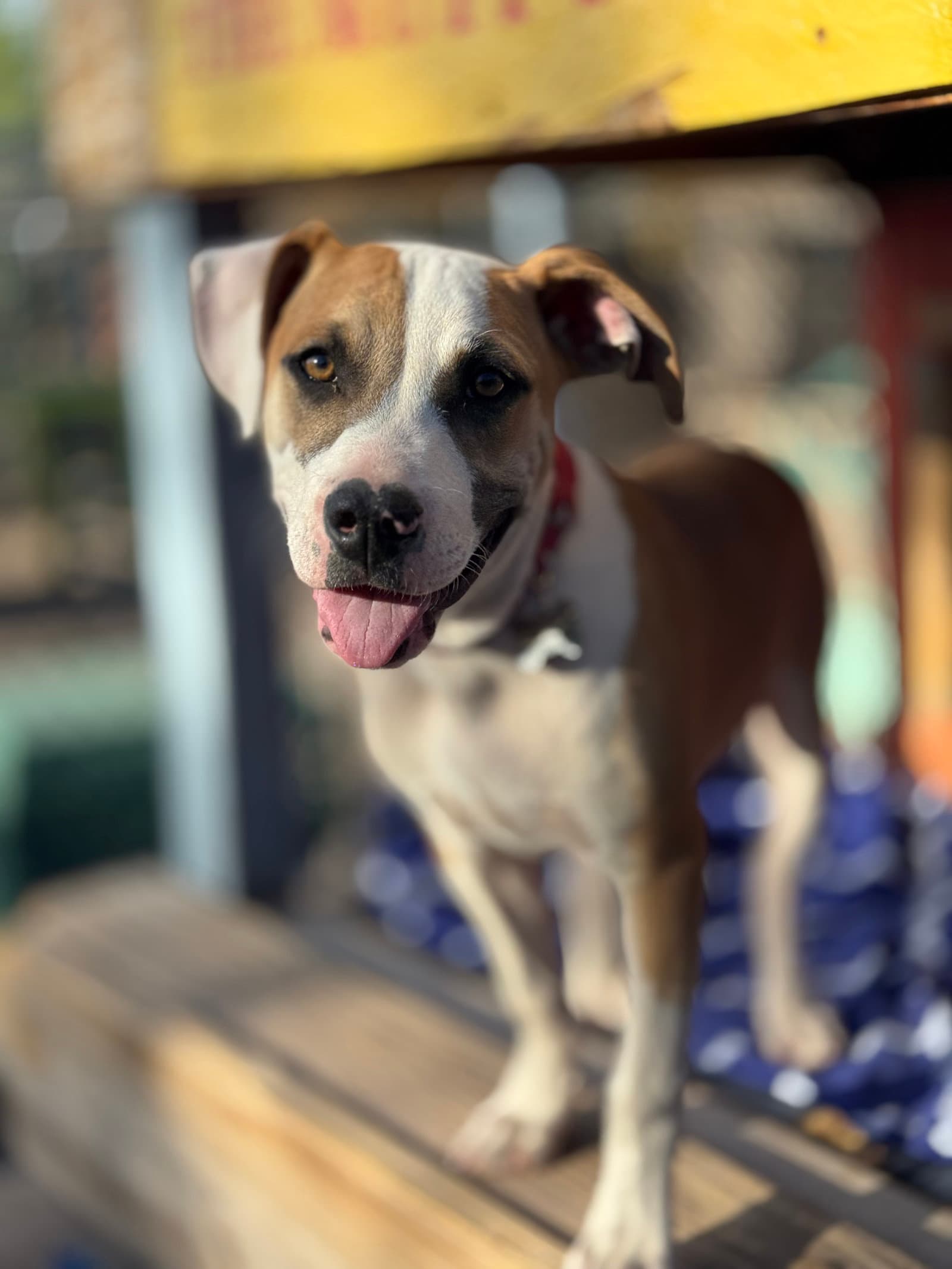 Ozzy - Staffordshire Bull Terrier