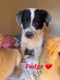 Fudge image 3