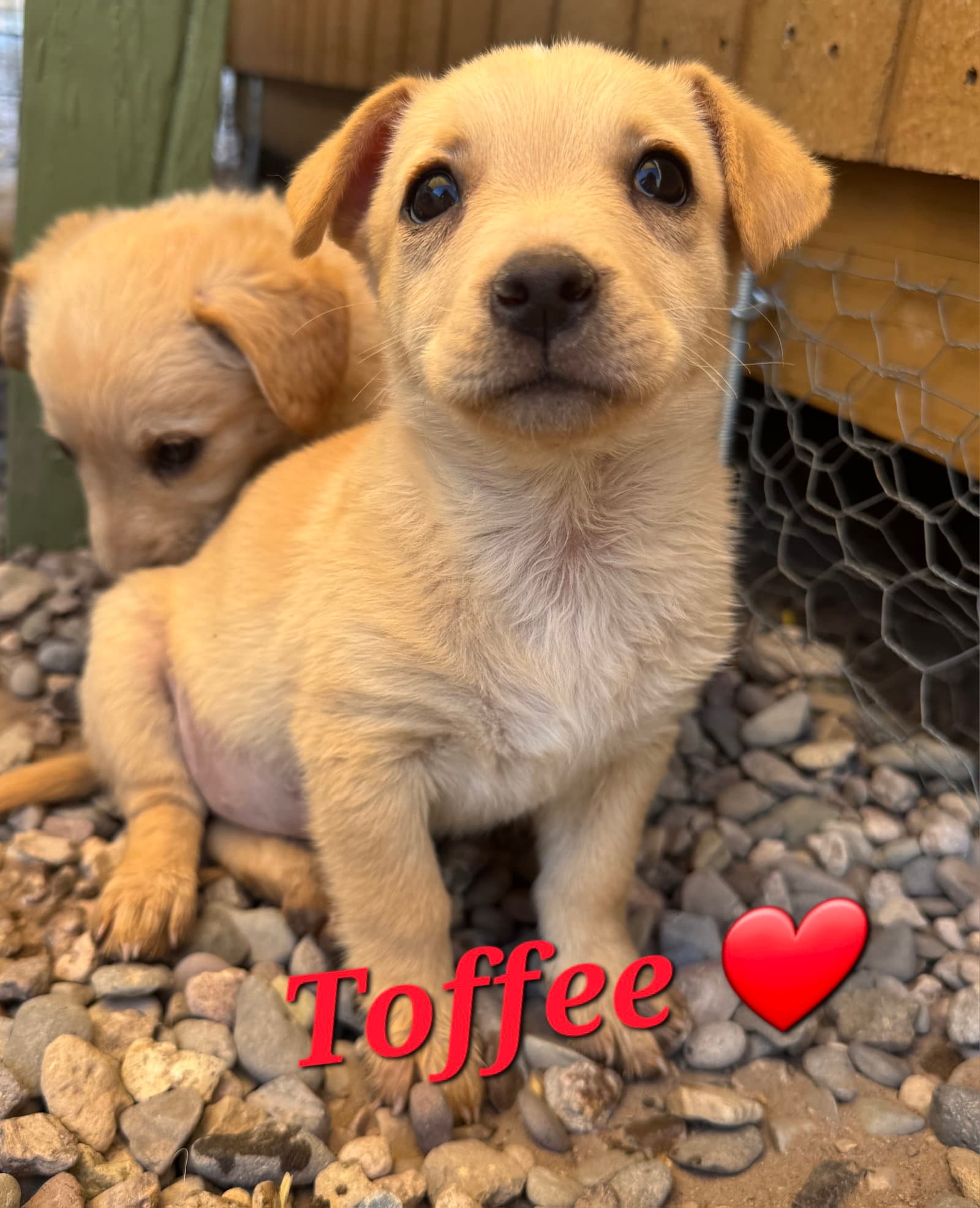 Toffee - Brittany