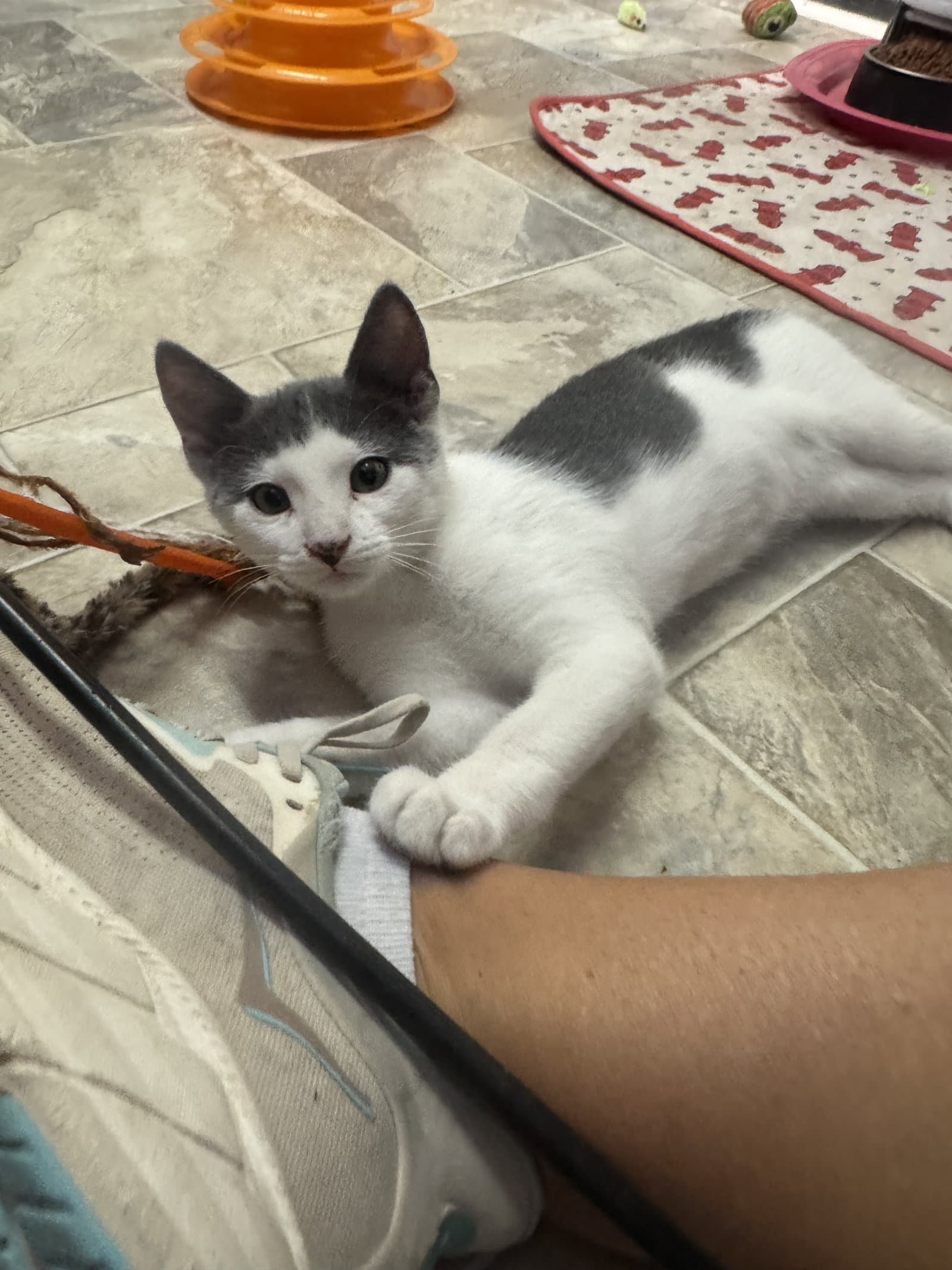 Sullivan - Domestic Short Hair