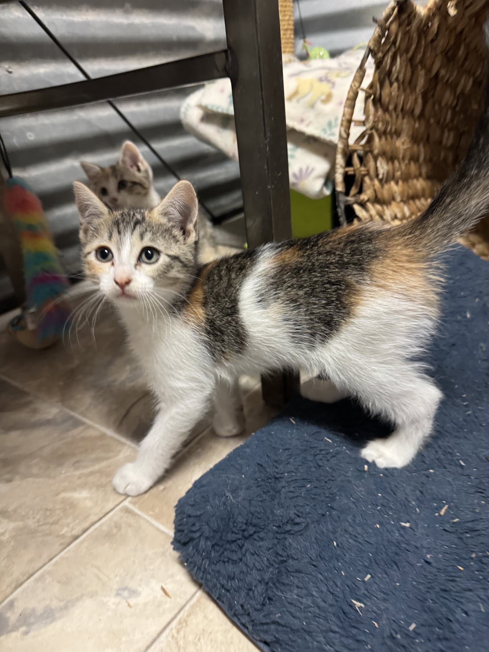 Carolyn - Domestic Short Hair