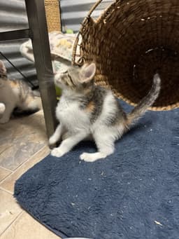 Bunny image 1