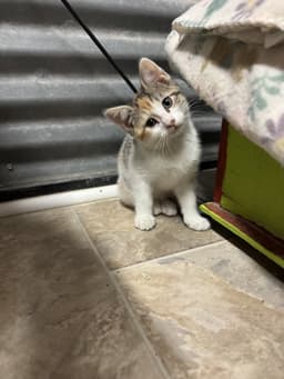 Bunny image 2