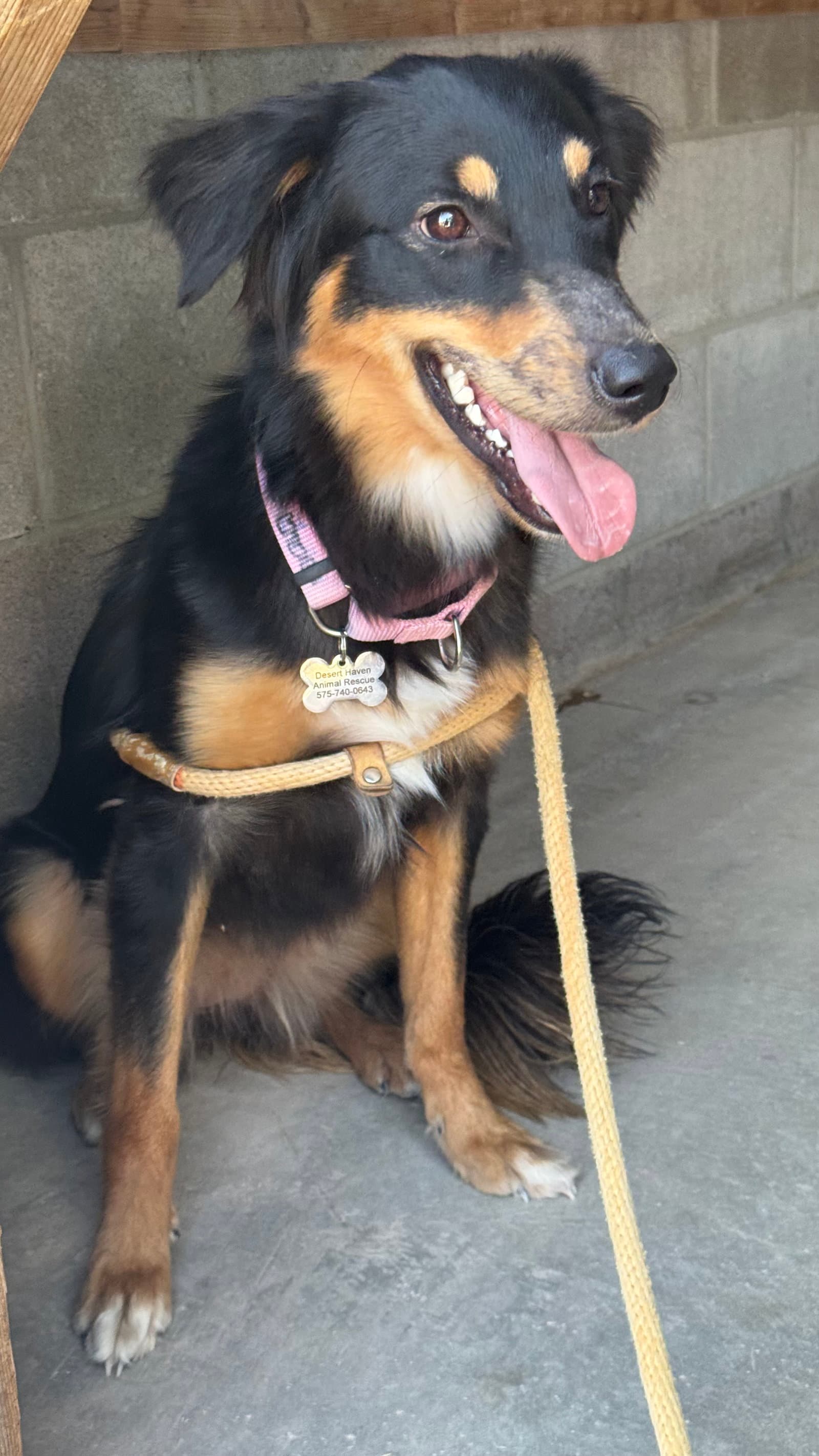 Babe - Australian Shepherd