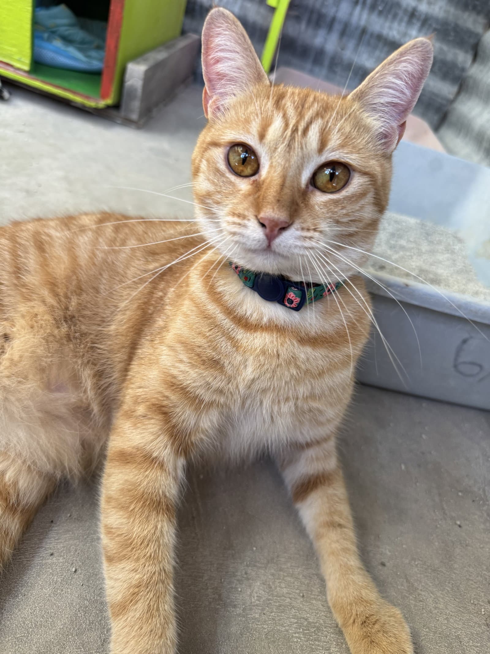 Pumpkin - Domestic Short Hair
