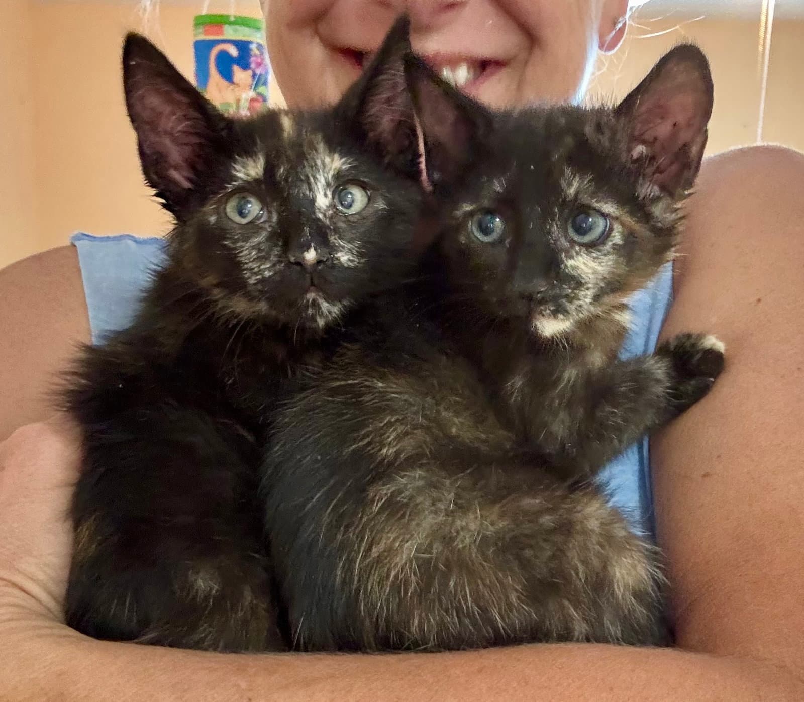 Zoe  Meadow - Domestic Short Hair