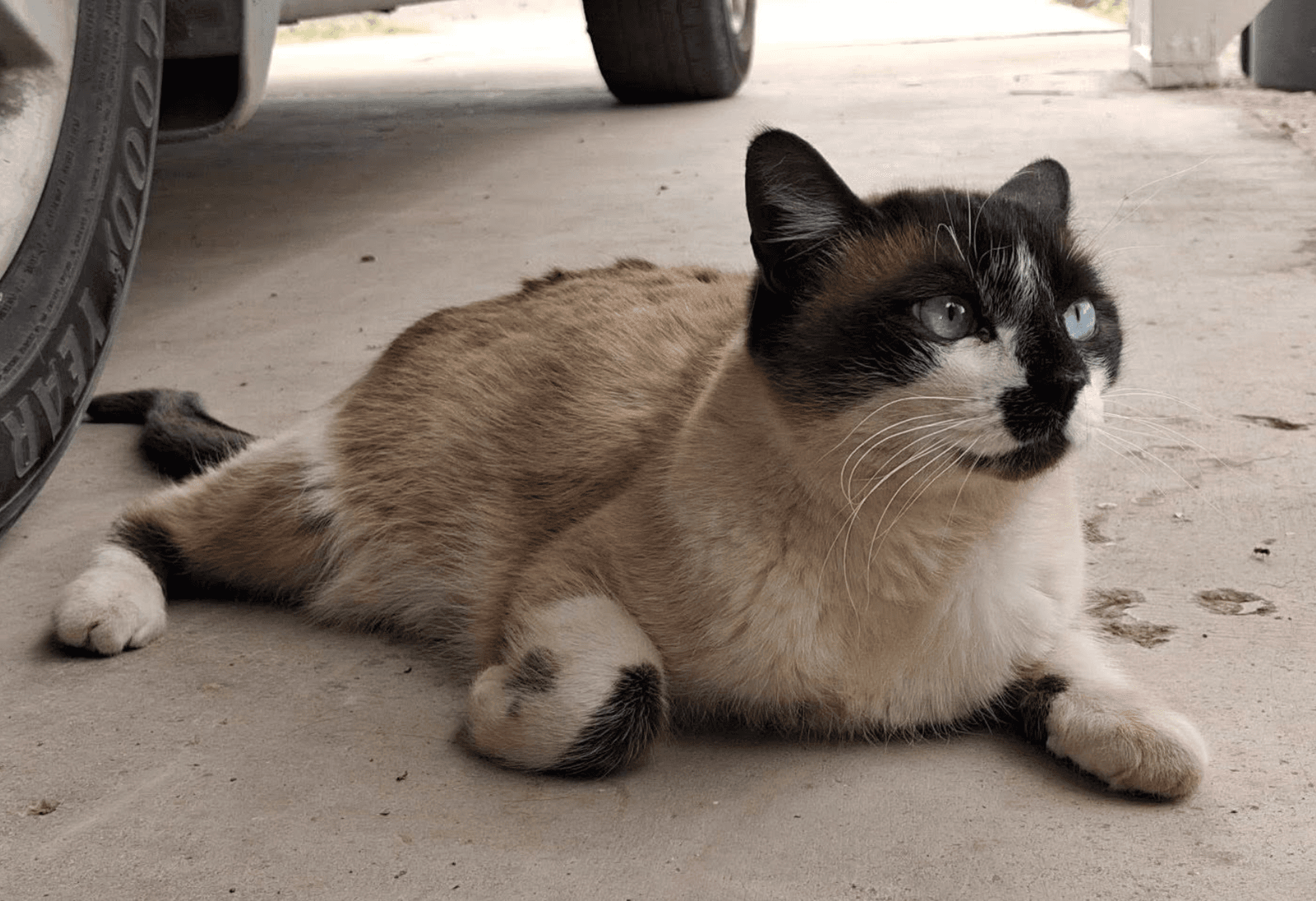 Maya - Siamese