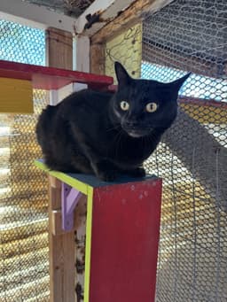 Pablo image 4